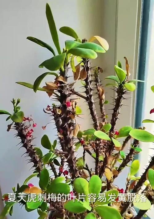 如何成功地养殖刺梅？（刺梅的养殖方法和注意事项）-第3张图片-绿意生活