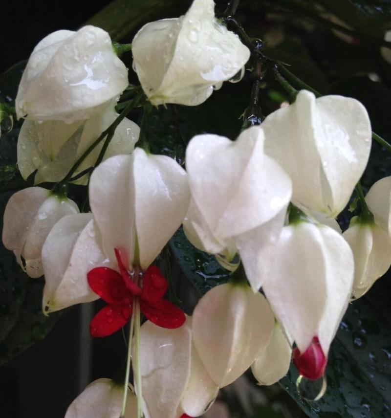龙吐珠开花的奇妙之谜（揭秘龙吐珠开花的原因与方法）-第1张图片-绿意生活