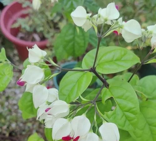 龙吐珠开花的奇妙之谜（揭秘龙吐珠开花的原因与方法）-第2张图片-绿意生活