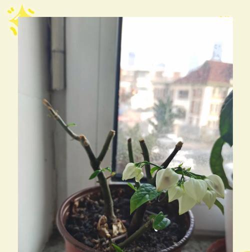 龙吐珠开花的奇妙之谜（揭秘龙吐珠开花的原因与方法）-第3张图片-绿意生活