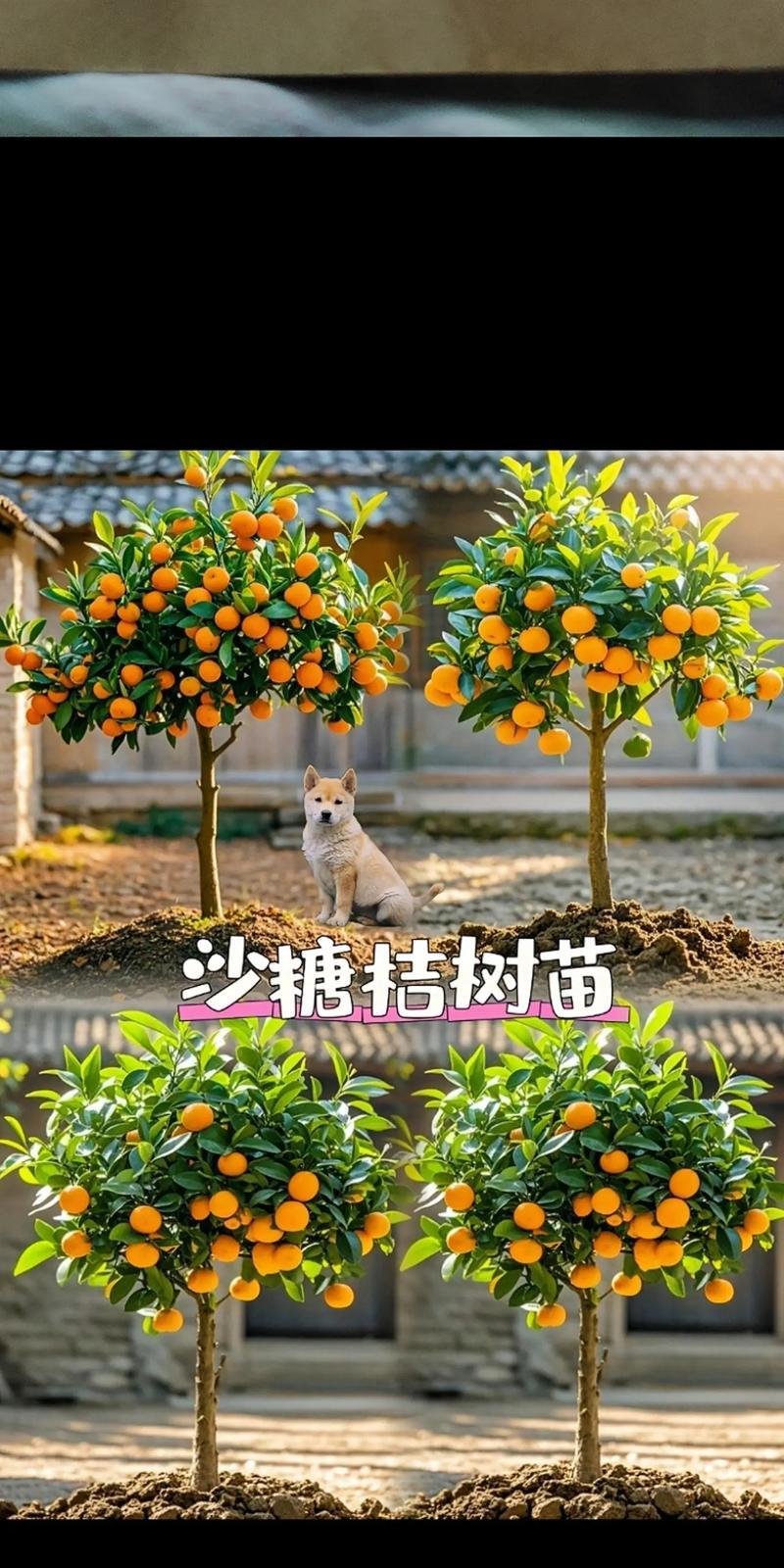 快速而健康地种植橘子种子的方法（以橘子种子为种植材料，掌握这些关键点让您的橘子快速生长健壮）-第1张图片-绿意生活