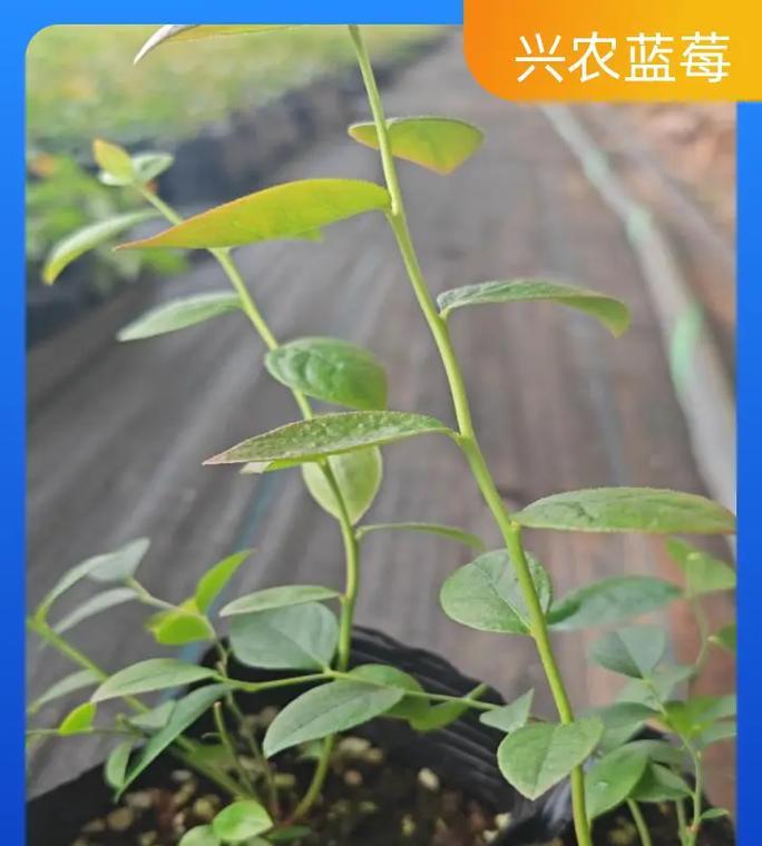 蓝莓种植时间与生长周期详解（从选址到收成，一步步教你如何种植蓝莓）-第2张图片-绿意生活