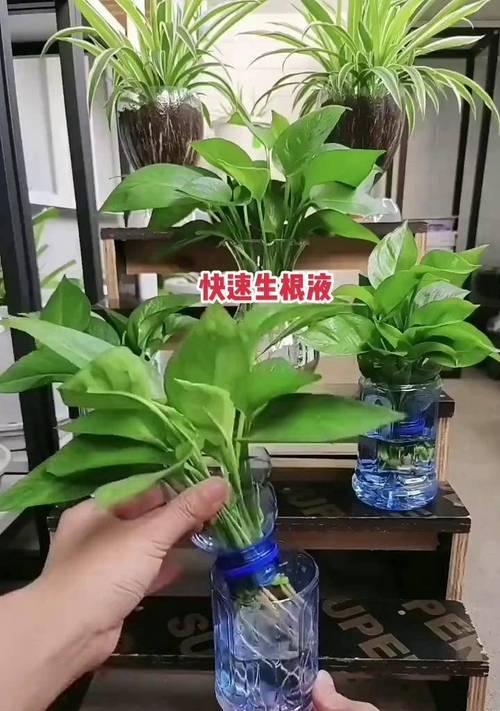 绿萝用水养？真相大揭秘！（绿萝的养护方法及注意事项、水养绿萝的优缺点分析）-第3张图片-绿意生活