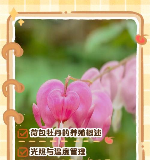 如何成功种植牡丹？（掌握牡丹栽种的方法和注意事项，打造美丽园林）-第2张图片-绿意生活