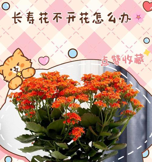 以假昙花不开花的处理方法（解析以假昙花不开花的原因及应对策略）-第3张图片-绿意生活