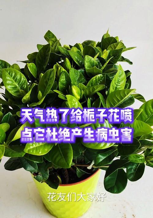 栀子花虫害防治方法及技巧（栀子花虫害的症状及防治要点）-第2张图片-绿意生活