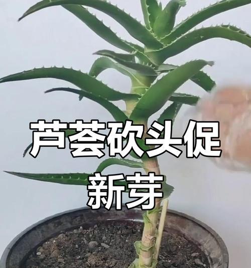 芦荟修剪的技巧与方法（让芦荟焕发生机，掌握干枯芦荟的修剪要点）-第2张图片-绿意生活