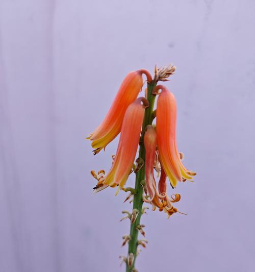 芦荟修剪的技巧与方法（让芦荟焕发生机，掌握干枯芦荟的修剪要点）-第1张图片-绿意生活