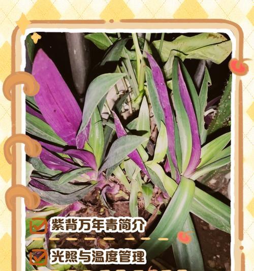 万年青夏天的正确浇水方法（掌握浇水技巧，让万年青茁壮成长）-第1张图片-绿意生活