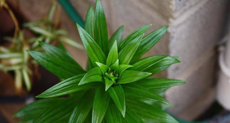 万年青夏天的正确浇水方法（掌握浇水技巧，让万年青茁壮成长）-第2张图片-绿意生活