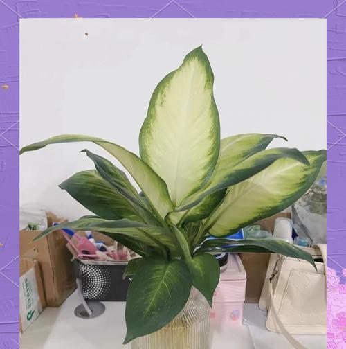 万年青夏天的正确浇水方法（掌握浇水技巧，让万年青茁壮成长）-第3张图片-绿意生活