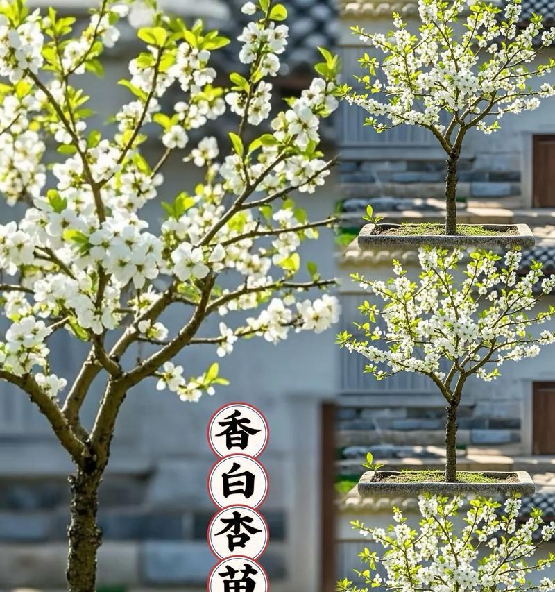 在家种植杏树的方法（打造自己的果园，让你的家变成一个天然的绿洲）-第3张图片-绿意生活