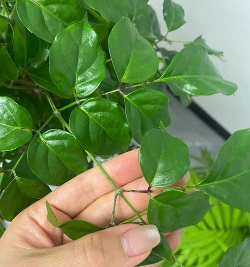 幸福树因的树叶变黄，如何解决？（“树叶变黄”）-第1张图片-绿意生活