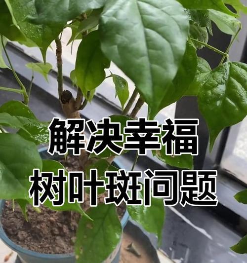幸福树因的树叶变黄，如何解决？（“树叶变黄”）-第3张图片-绿意生活