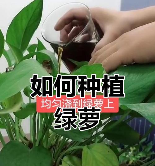 绿萝枯叶如何治愈？（探秘绿萝枯叶的原因与有效治疗方法）-第1张图片-绿意生活