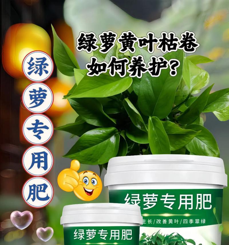 绿萝枯叶如何治愈？（探秘绿萝枯叶的原因与有效治疗方法）-第3张图片-绿意生活