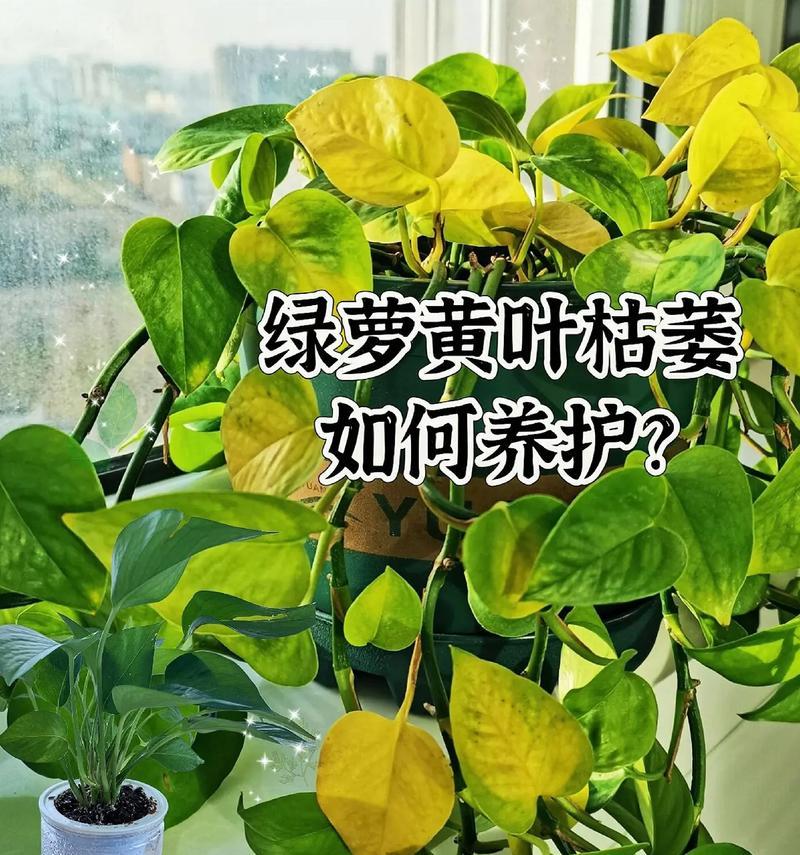 绿萝枯叶如何治愈？（探秘绿萝枯叶的原因与有效治疗方法）-第2张图片-绿意生活