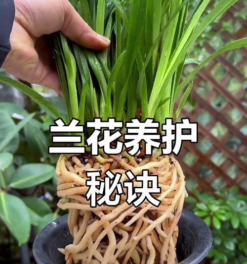 如何促使兰花出新芽（掌握正确的养护技巧，让兰花焕发新生）-第1张图片-绿意生活