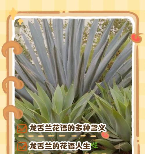 龙舌兰的养殖方法及养护要点（做个龙舌兰专家，了解这些秘密！）-第2张图片-绿意生活