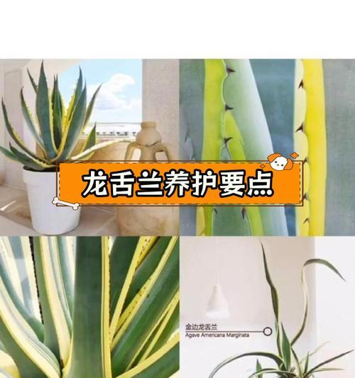 龙舌兰的养殖方法及养护要点（做个龙舌兰专家，了解这些秘密！）-第3张图片-绿意生活
