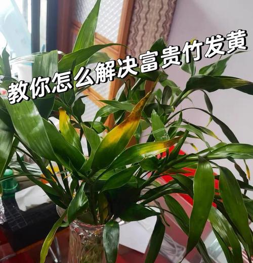 水竹叶子黄的原因与应对（探究水竹叶子黄的成因及有效治理方法）-第3张图片-绿意生活