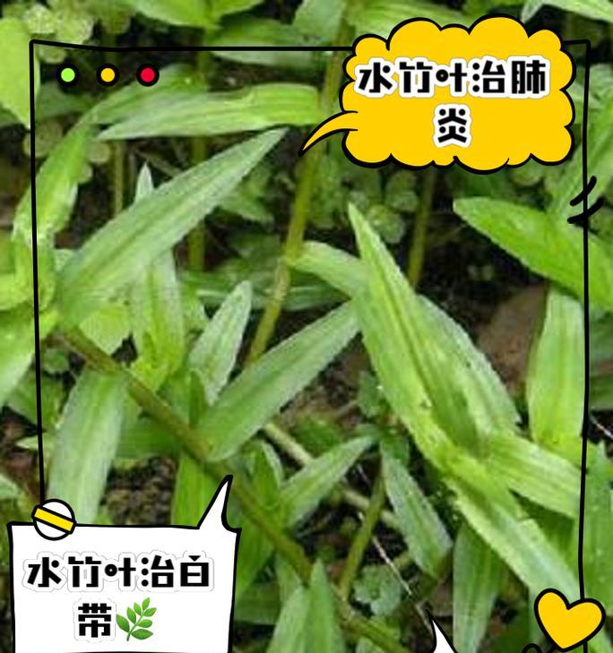 水竹叶子黄的原因与应对（探究水竹叶子黄的成因及有效治理方法）-第2张图片-绿意生活