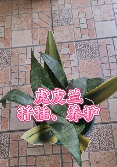 虎皮兰插扦方法及市场价格调查（探究虎皮兰的繁殖方法和价格走势）-第2张图片-绿意生活