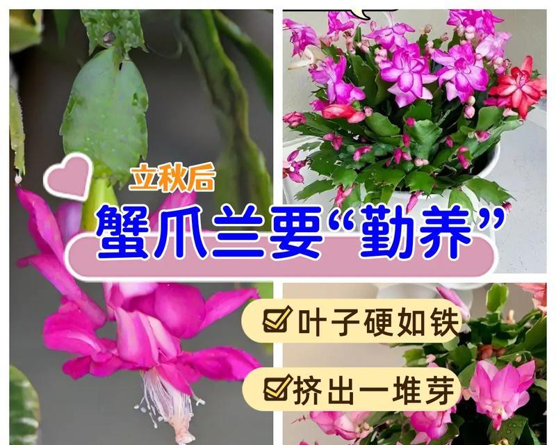 仙人掌花种植方法与注意事项（打造美丽多肉世界，从仙人掌花开始）-第1张图片-绿意生活