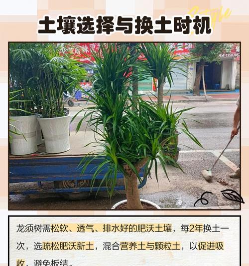 龙须树换盆后的浇水技巧（让龙须树健康成长的小秘密）-第2张图片-绿意生活