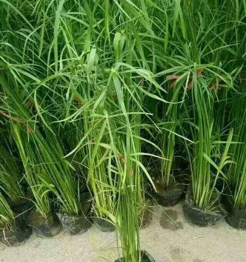 揭秘家里水养植物的死因（探究水养植物死亡背后的秘密，提升家庭绿植养护技巧）-第1张图片-绿意生活