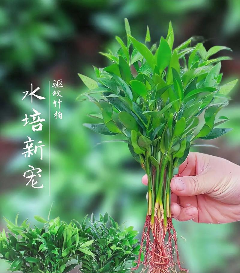 揭秘家里水养植物的死因（探究水养植物死亡背后的秘密，提升家庭绿植养护技巧）-第3张图片-绿意生活