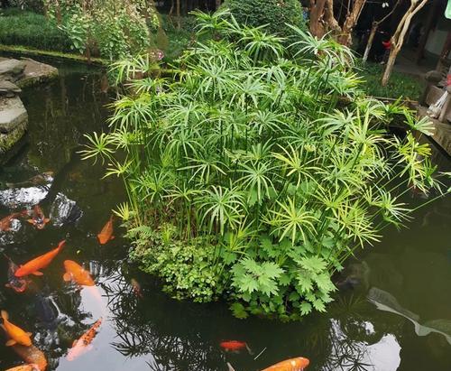 揭秘家里水养植物的死因（探究水养植物死亡背后的秘密，提升家庭绿植养护技巧）-第2张图片-绿意生活