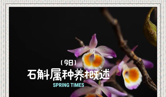 空心菜的生长习性与光照需求（探究空心菜是喜阴还是喜阳的植物，掌握正确的光照管理技巧）-第2张图片-绿意生活