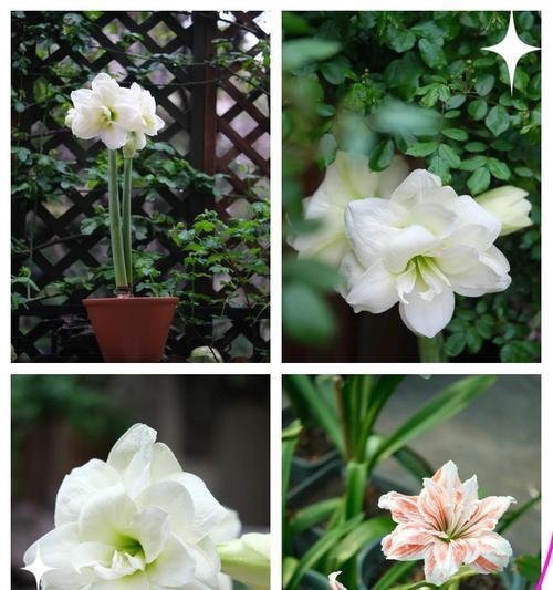 空心菜的生长习性与光照需求（探究空心菜是喜阴还是喜阳的植物，掌握正确的光照管理技巧）-第3张图片-绿意生活