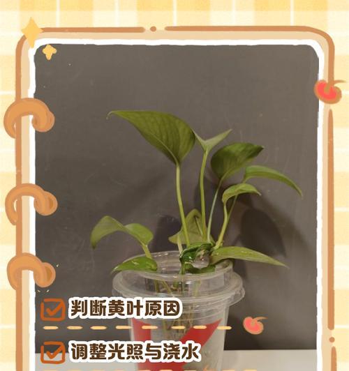 怎样处理绿萝烂叶子问题（轻松解决绿萝烂叶子的方法和技巧）-第2张图片-绿意生活