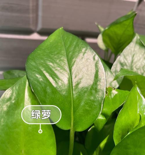 怎样处理绿萝烂叶子问题（轻松解决绿萝烂叶子的方法和技巧）-第3张图片-绿意生活