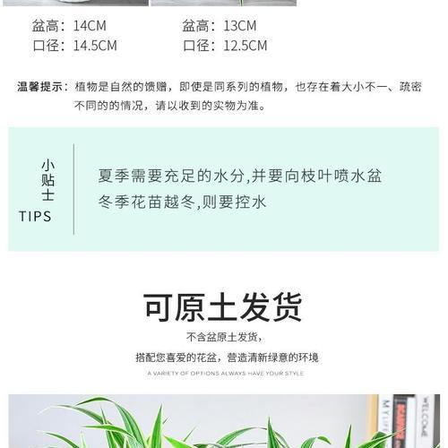 金边吊兰的冬季养护技巧（让你的金边吊兰安心过冬）-第1张图片-绿意生活