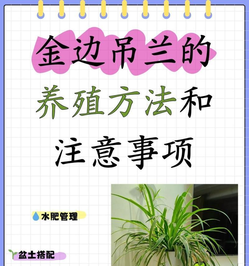 金边吊兰的冬季养护技巧（让你的金边吊兰安心过冬）-第2张图片-绿意生活