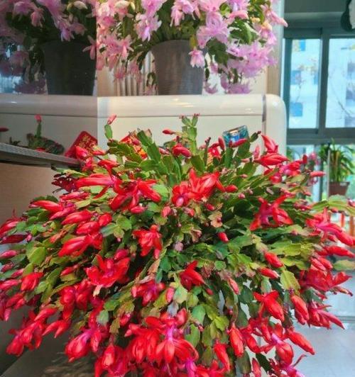 客厅花卉风水大全（打造温馨的客厅，从这些花卉开始）-第1张图片-绿意生活