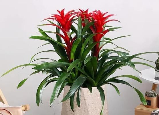客厅花卉风水大全（打造温馨的客厅，从这些花卉开始）-第2张图片-绿意生活
