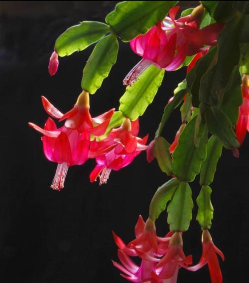 客厅花卉风水大全（打造温馨的客厅，从这些花卉开始）-第3张图片-绿意生活