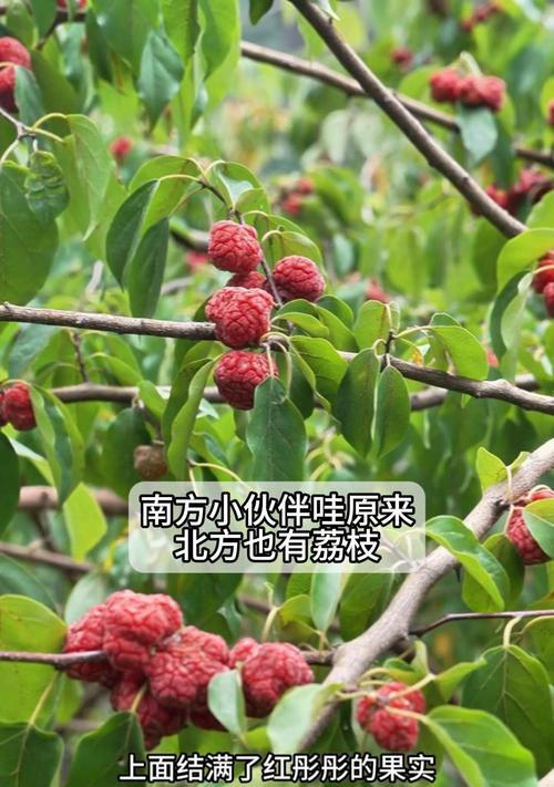 荔枝北方种植的可行性研究（探究荔枝在北方生长繁殖的可能性）-第1张图片-绿意生活