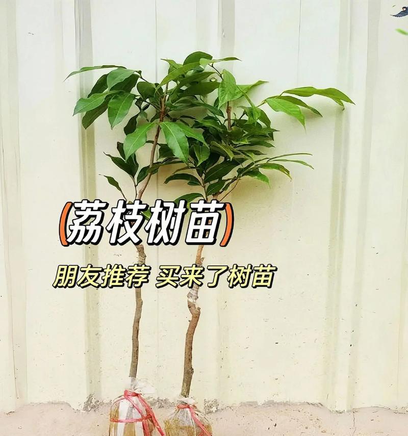 荔枝北方种植的可行性研究（探究荔枝在北方生长繁殖的可能性）-第3张图片-绿意生活