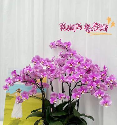 养护六月的蝴蝶兰，盛开美丽（蝴蝶兰养护，关键步骤不可忽视）-第1张图片-绿意生活