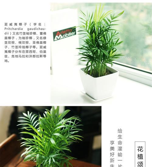 以袖珍椰子怎么剪根（掌握正确方法，让袖珍椰子茁壮成长）-第2张图片-绿意生活
