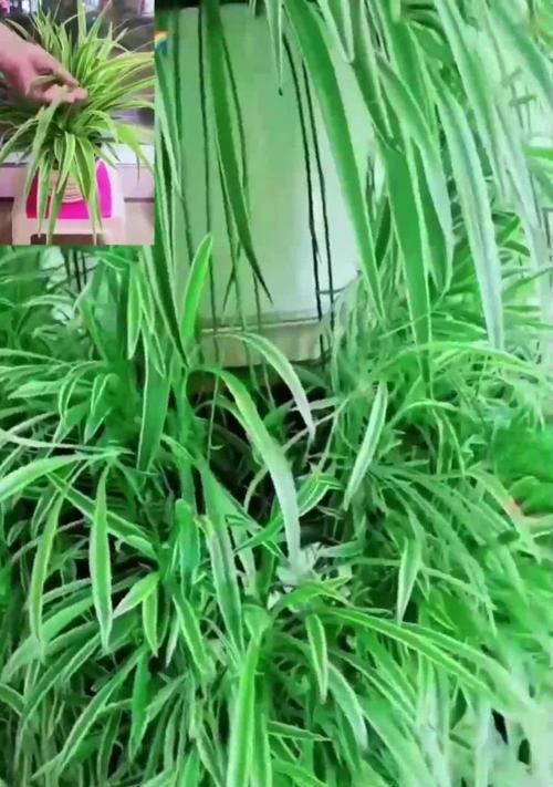 金边吊兰叶子上的小黑虫是怎么回事？（金边吊兰叶子上的小黑虫如何处理？）-第1张图片-绿意生活