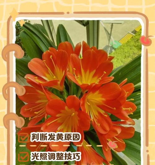 花叶发黄如何处理？（快速修复植物叶片失色问题的有效方法）-第2张图片-绿意生活