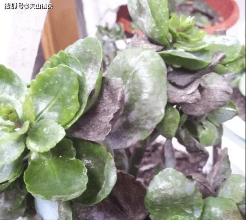 花叶发黄如何处理？（快速修复植物叶片失色问题的有效方法）-第1张图片-绿意生活