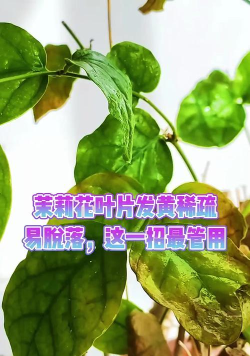 花叶发黄如何处理？（快速修复植物叶片失色问题的有效方法）-第3张图片-绿意生活