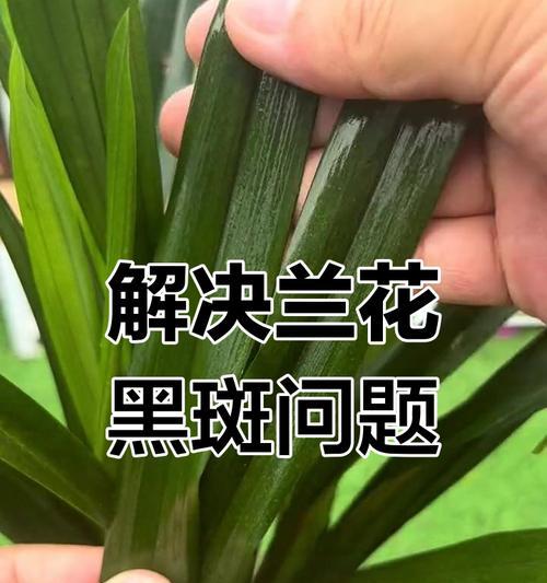 兰花叶片黑斑问题探究（黑斑形成原因及预防措施解析）-第2张图片-绿意生活